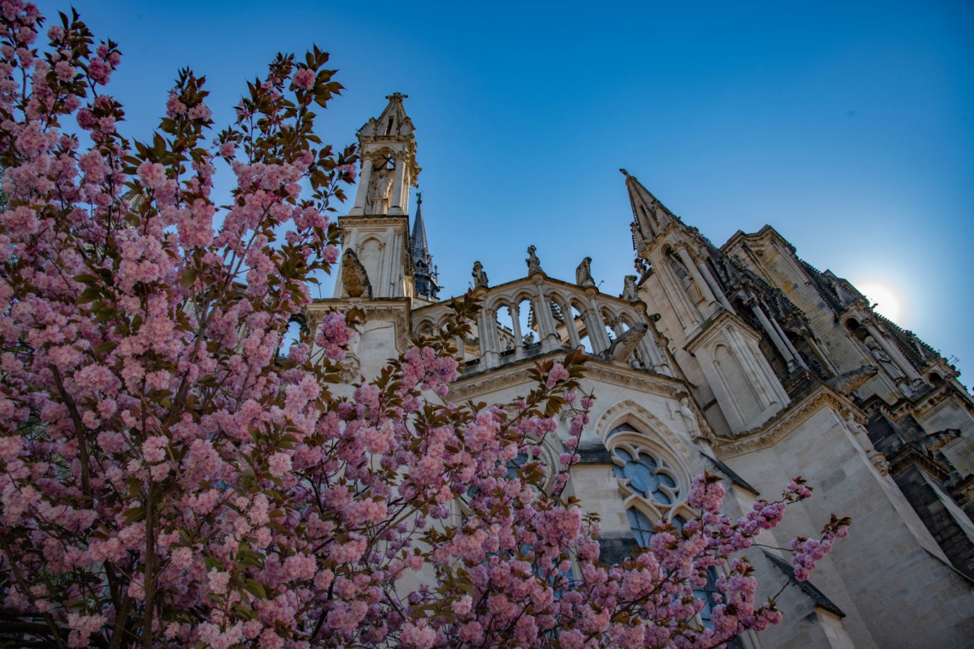 La cathédrale de Reims au printemps, sous les cerisiers en fleur